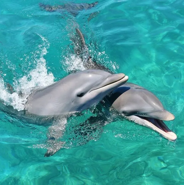 Dolphins swimming close to the surface